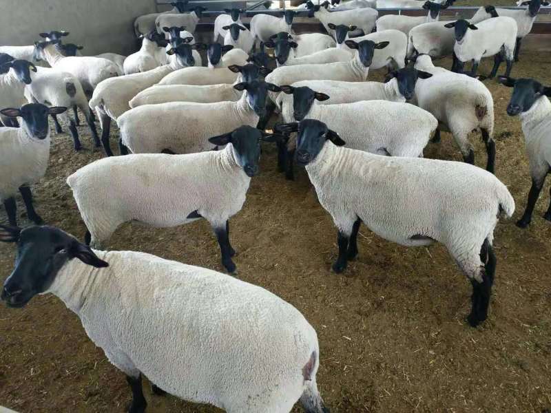 纯种萨福克羊，优质肉用种羊，种公羊母羊大体型生长快耐粗饲