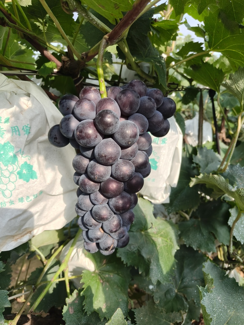 京亚葡萄大量出售大串大粒颜色黑果型漂亮产地直发