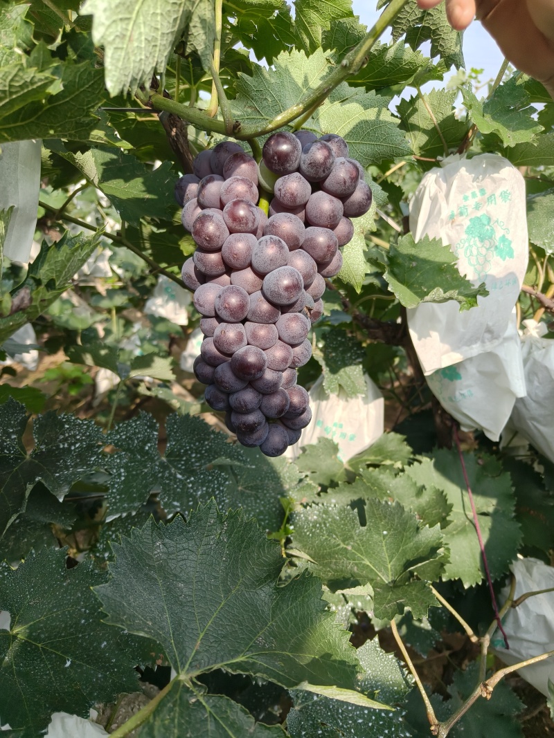 京亚葡萄大量出售大串大粒颜色黑果型漂亮产地直发