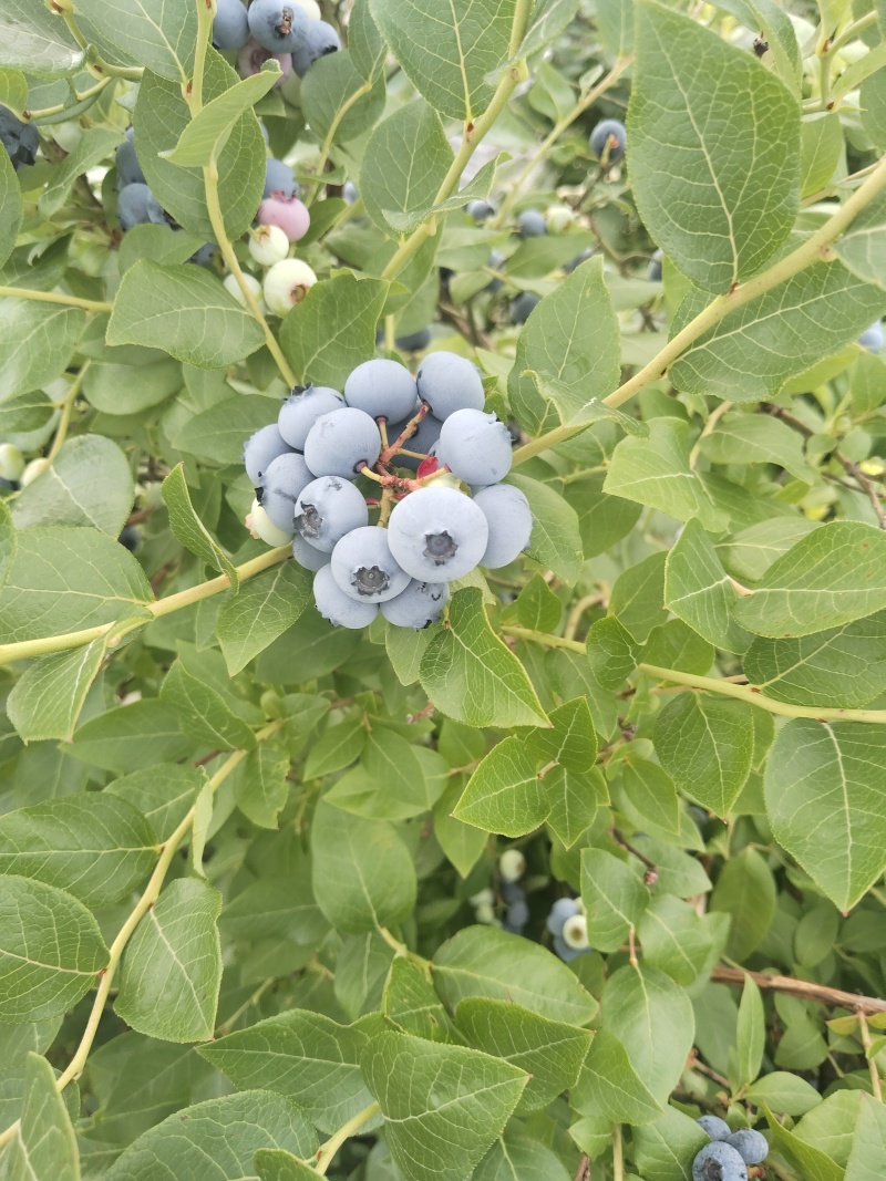临江蓝莓，高海拔北路蓝莓