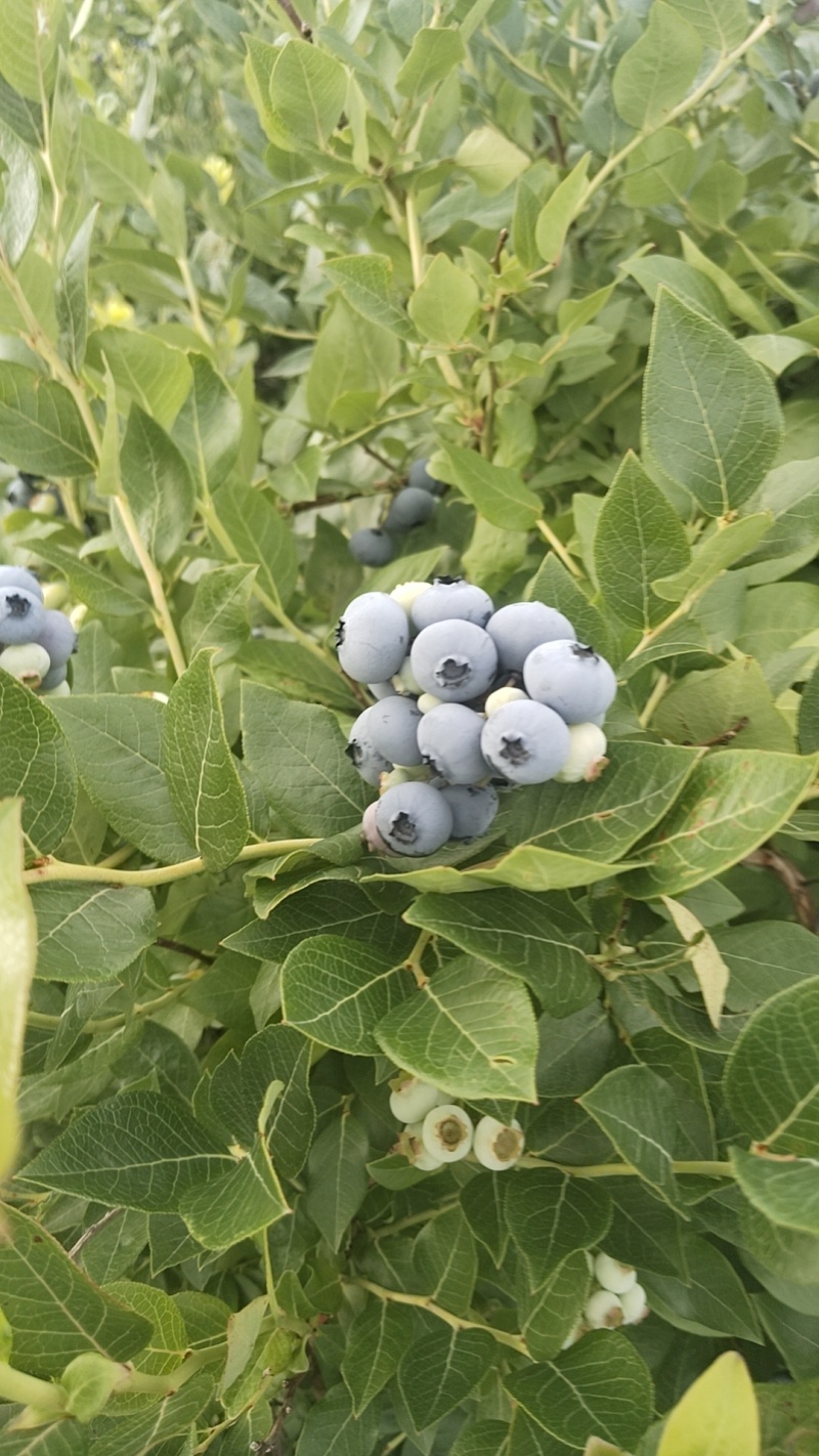 临江蓝莓，高海拔北路蓝莓