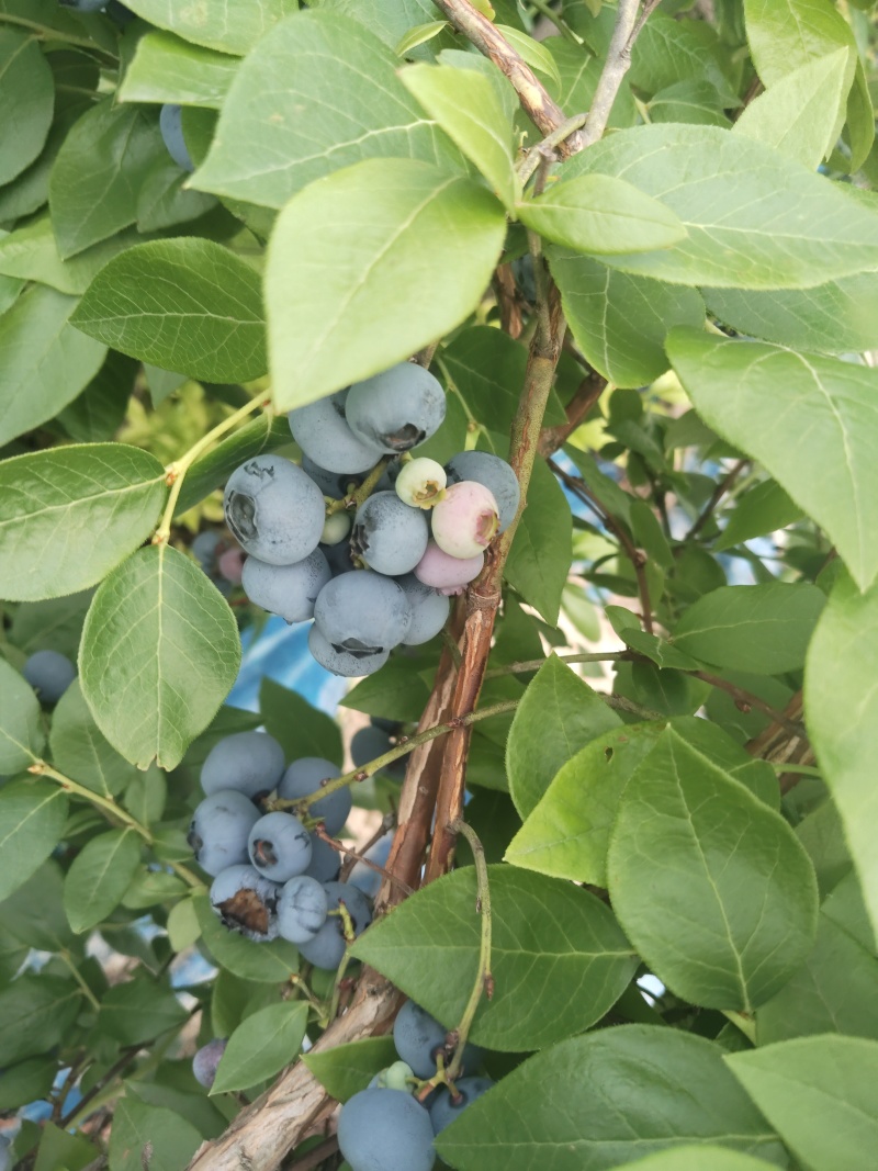 临江蓝莓，高海拔北路蓝莓
