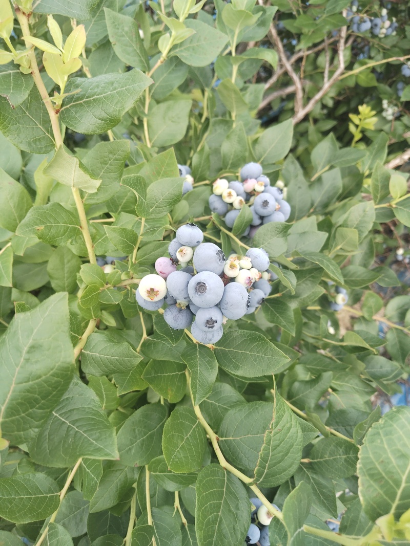 临江蓝莓，高海拔北路蓝莓