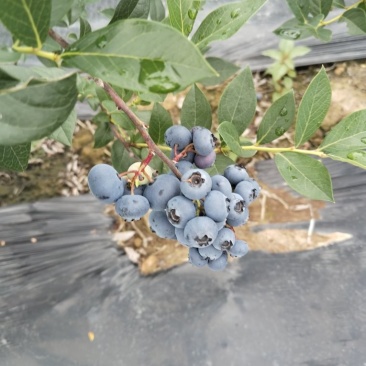 临江蓝莓瑞卡，高海拔，蓝莓