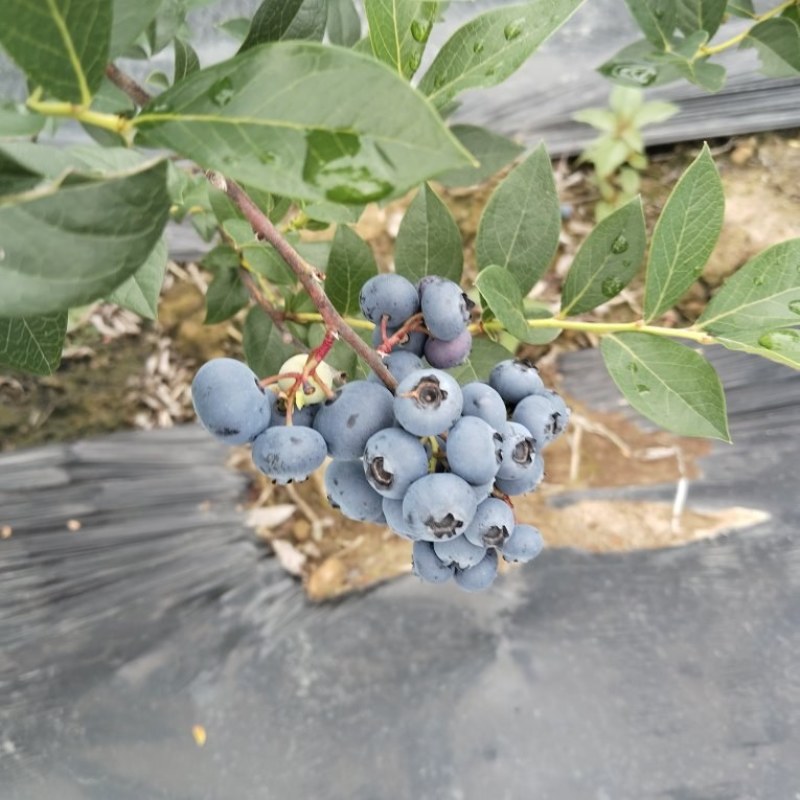 临江蓝莓瑞卡，高海拔，蓝莓