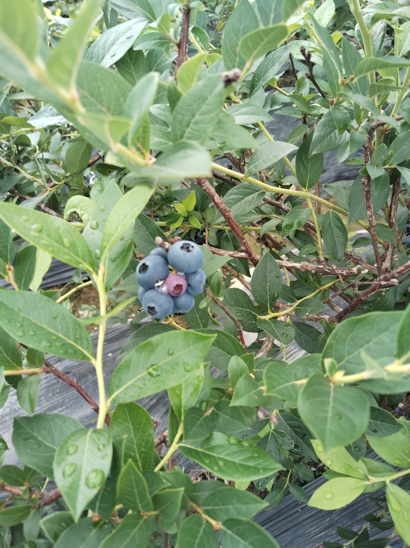 临江蓝莓瑞卡，高海拔，蓝莓