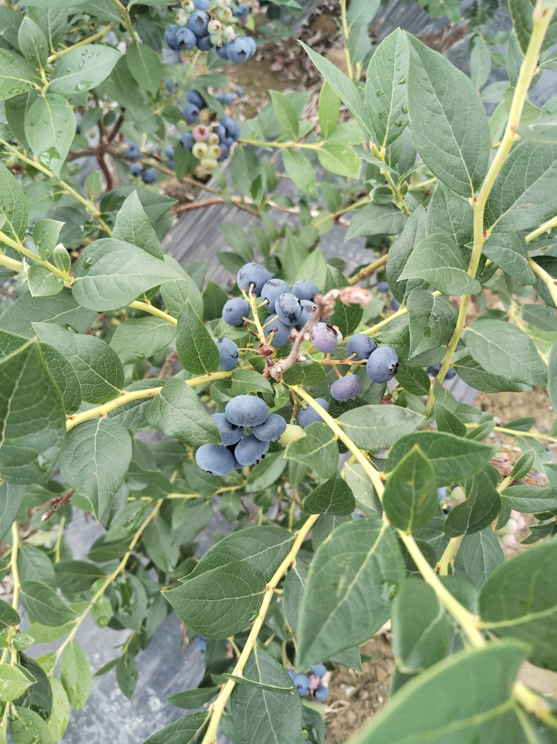 临江蓝莓瑞卡，高海拔，蓝莓