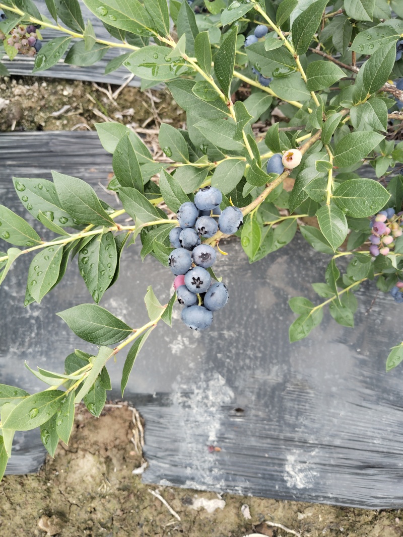 临江蓝莓瑞卡，高海拔，蓝莓