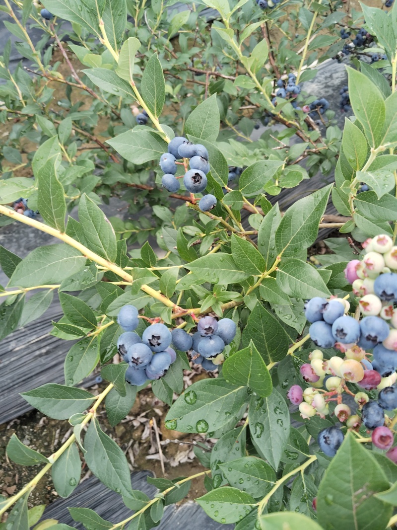 临江蓝莓瑞卡，高海拔，蓝莓