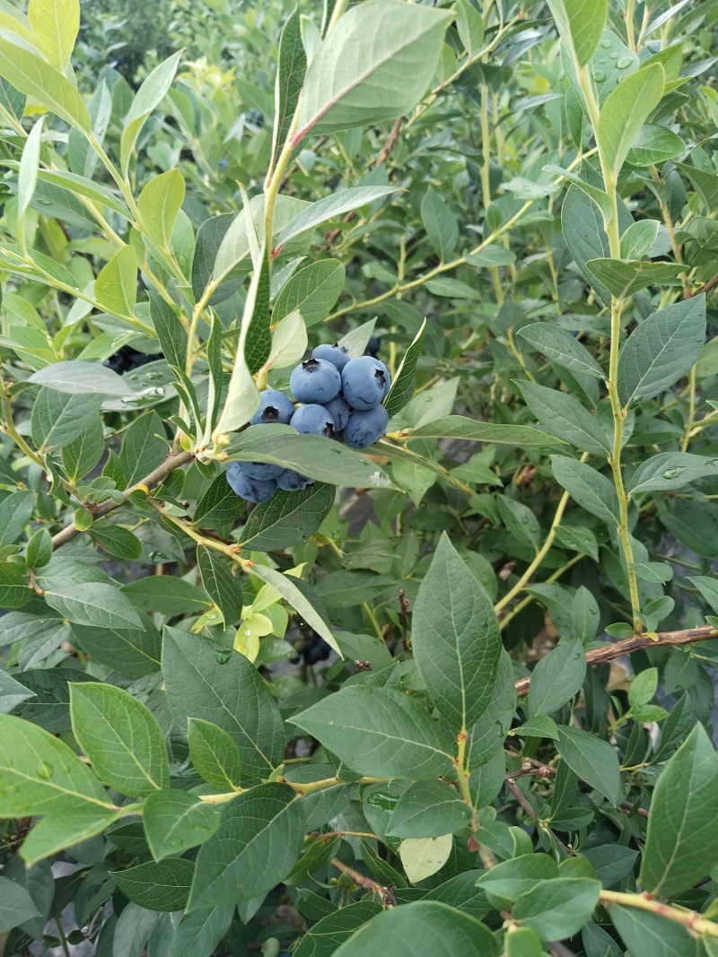 临江蓝莓瑞卡，高海拔，蓝莓