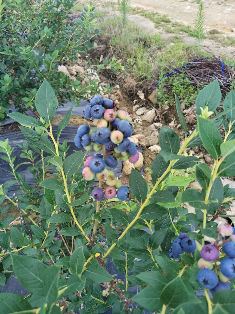 临江蓝莓瑞卡，高海拔，蓝莓