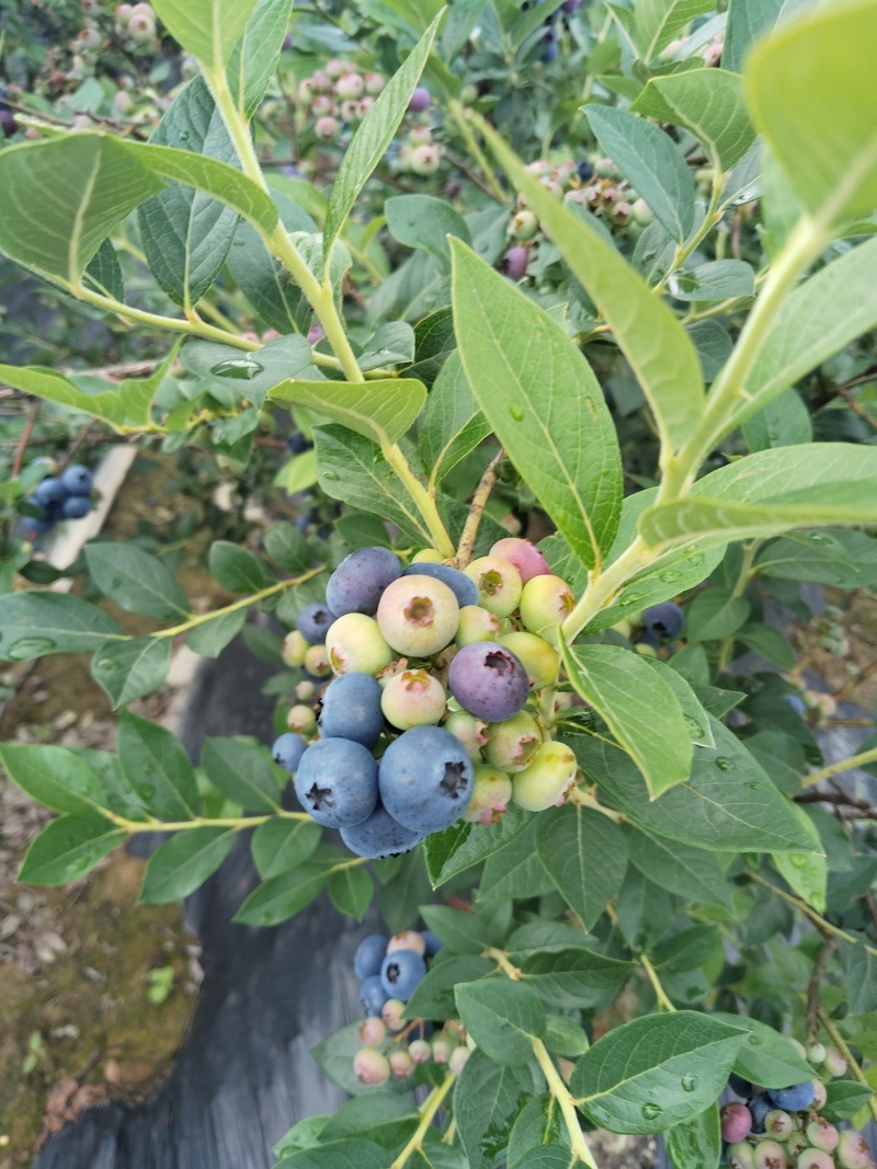 临江蓝莓瑞卡，高海拔，蓝莓