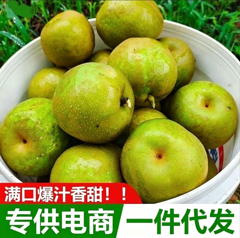 砀山青皮脆皇冠梨翠冠梨翠玉梨电商**一件代发整车产地直供