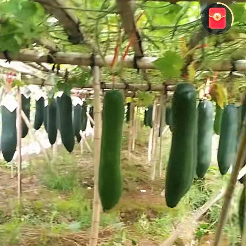 青皮吊冬瓜