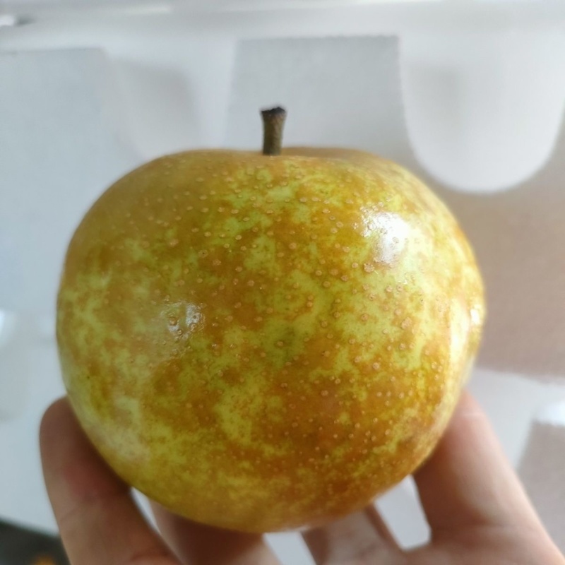 砀山青皮脆皇冠梨翠冠梨翠玉梨电商**一件代发整车产地直供