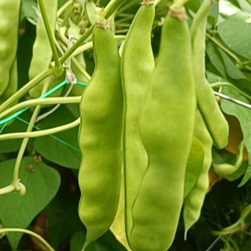 东北油豆角
