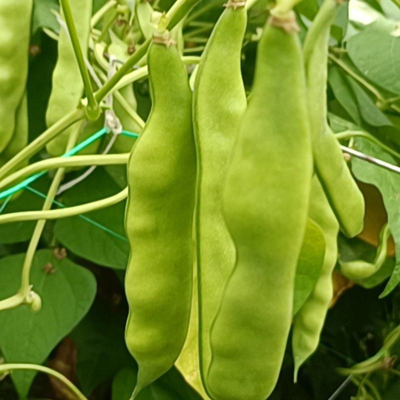 东北油豆角