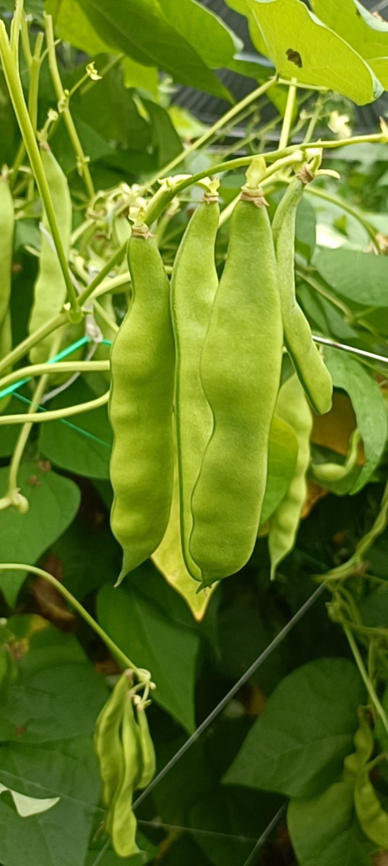 东北油豆角