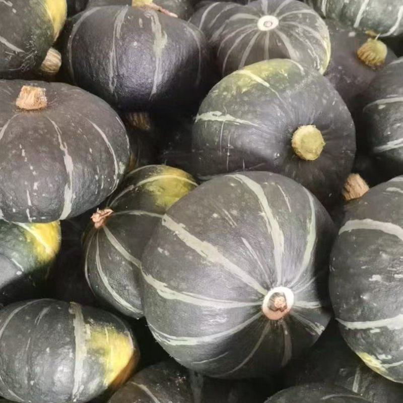 200亩贝贝南瓜，大量便宜出货