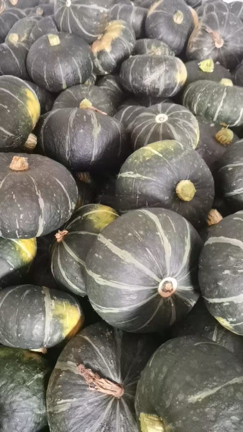 200亩贝贝南瓜，大量便宜出货