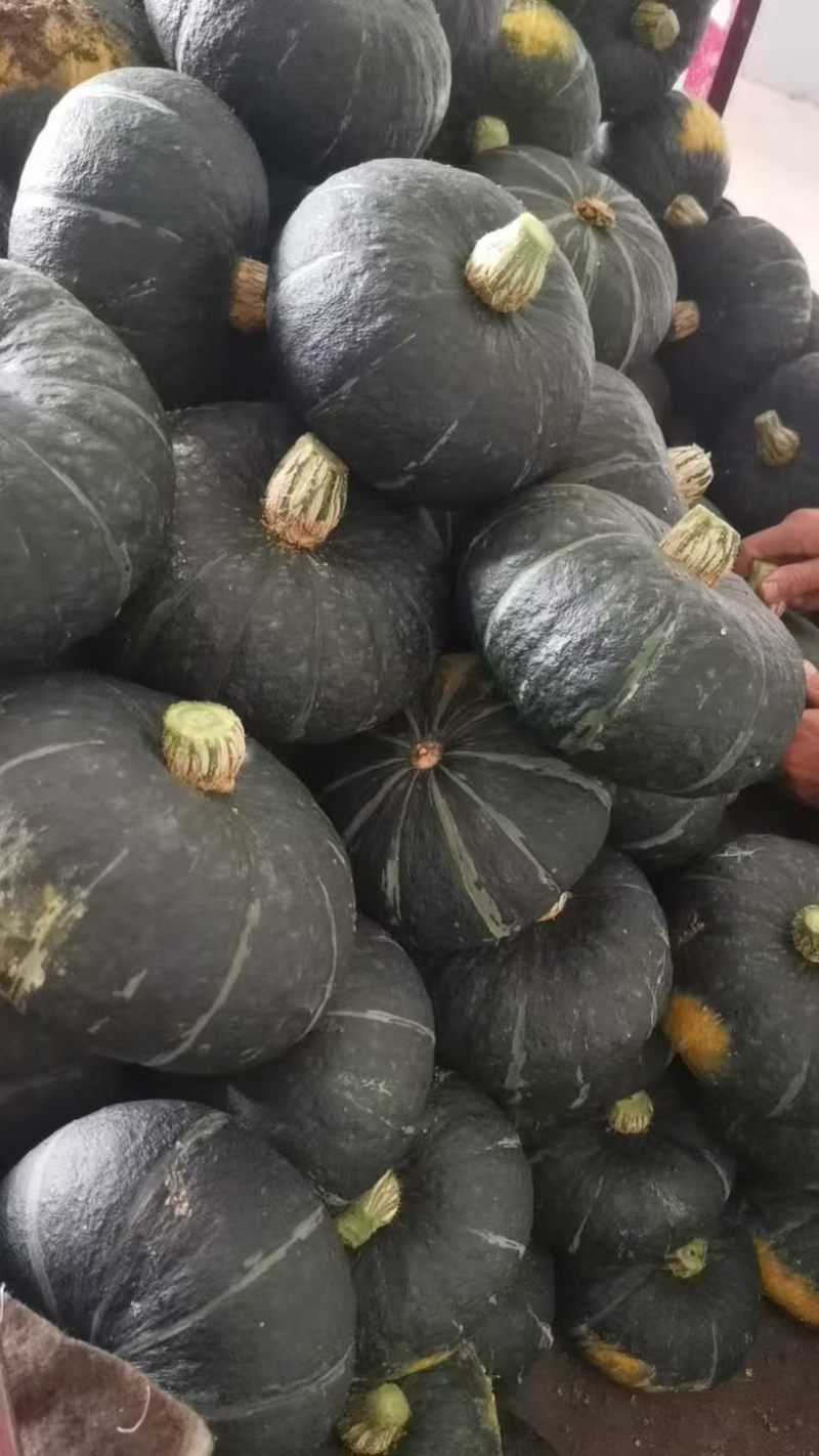 200亩贝贝南瓜，大量便宜出货
