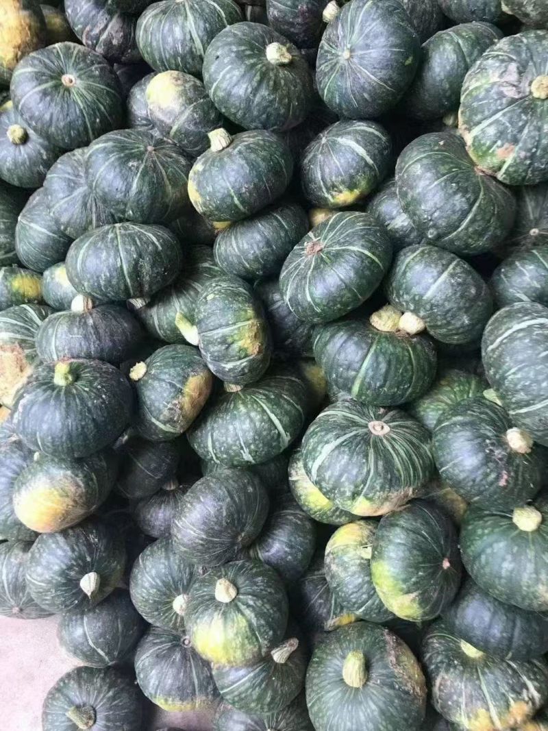 200亩贝贝南瓜，大量便宜出货