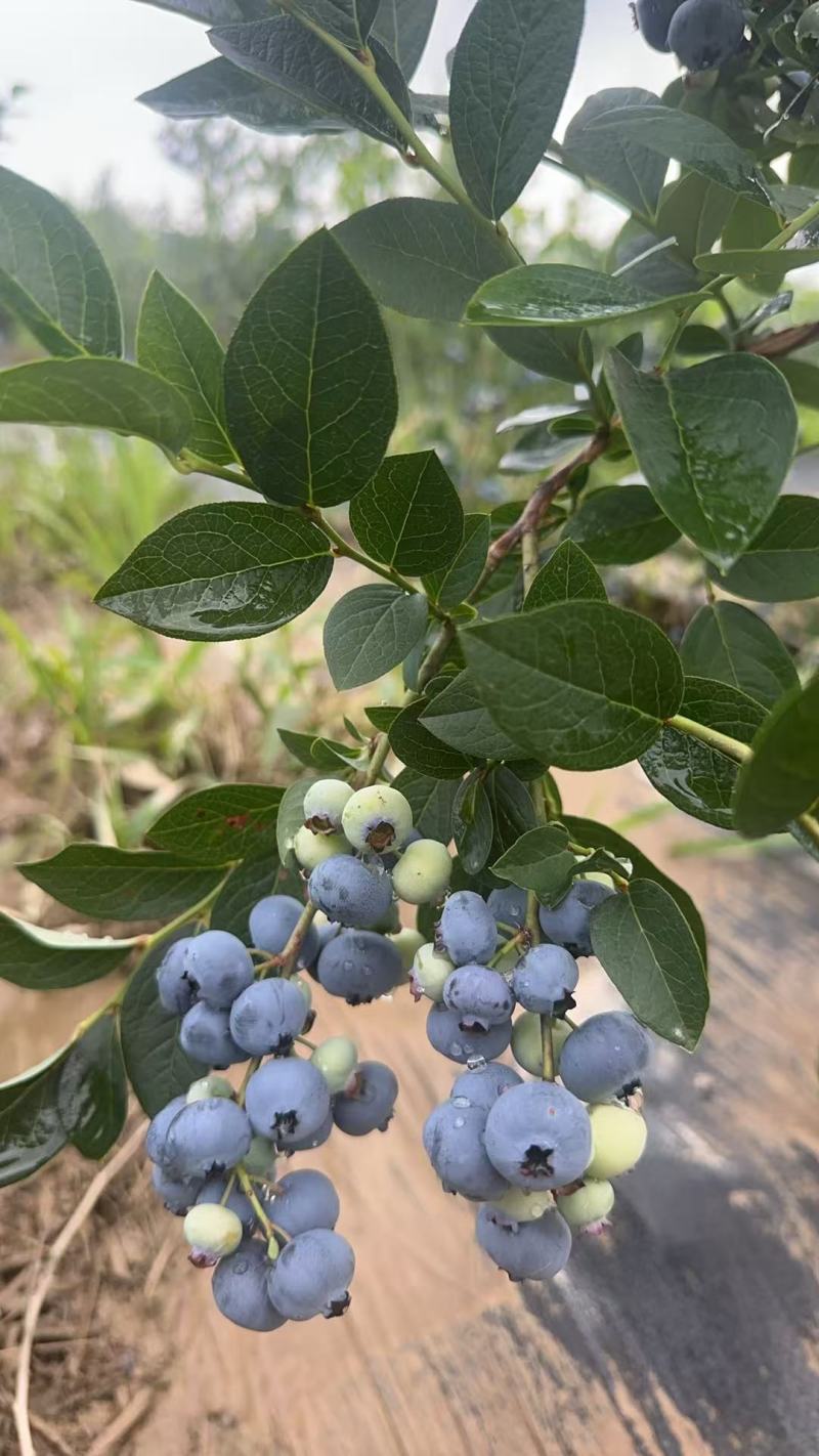 靖宇蓝金蓝莓，果粉好，硬度高