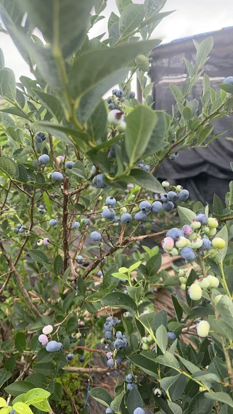 靖宇蓝金蓝莓，果粉好，硬度高