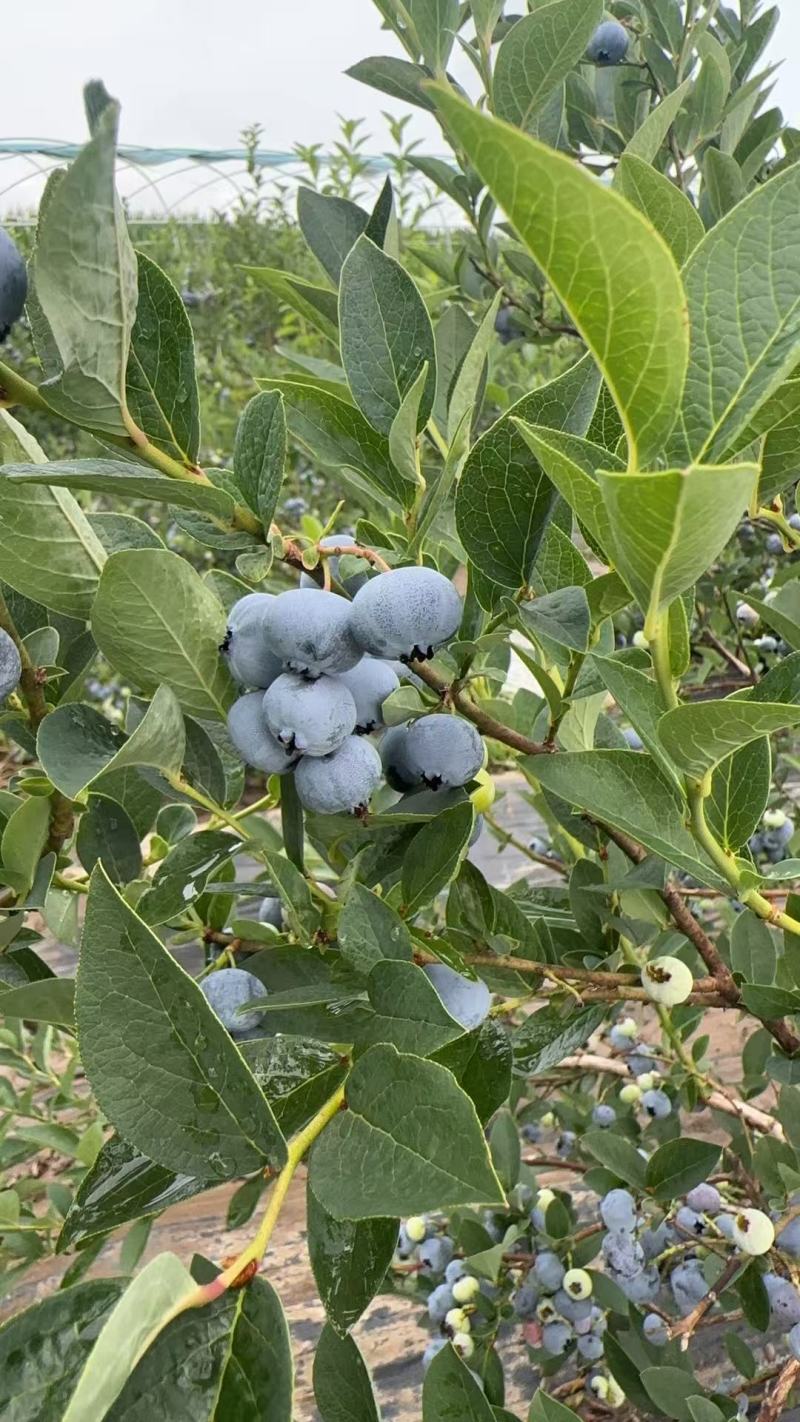 靖宇蓝金蓝莓，果粉好，硬度高
