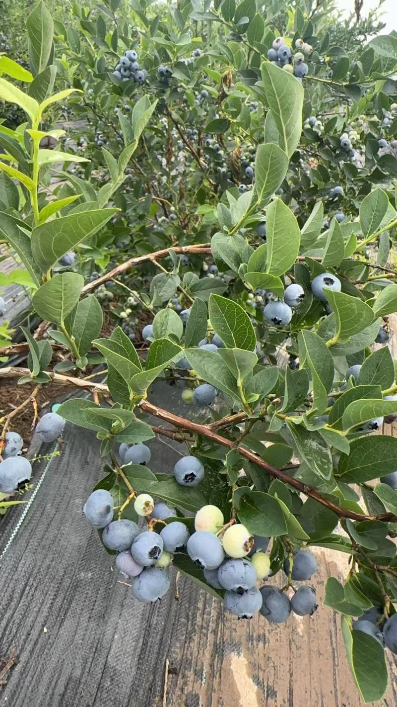 靖宇蓝金蓝莓，果粉好，硬度高