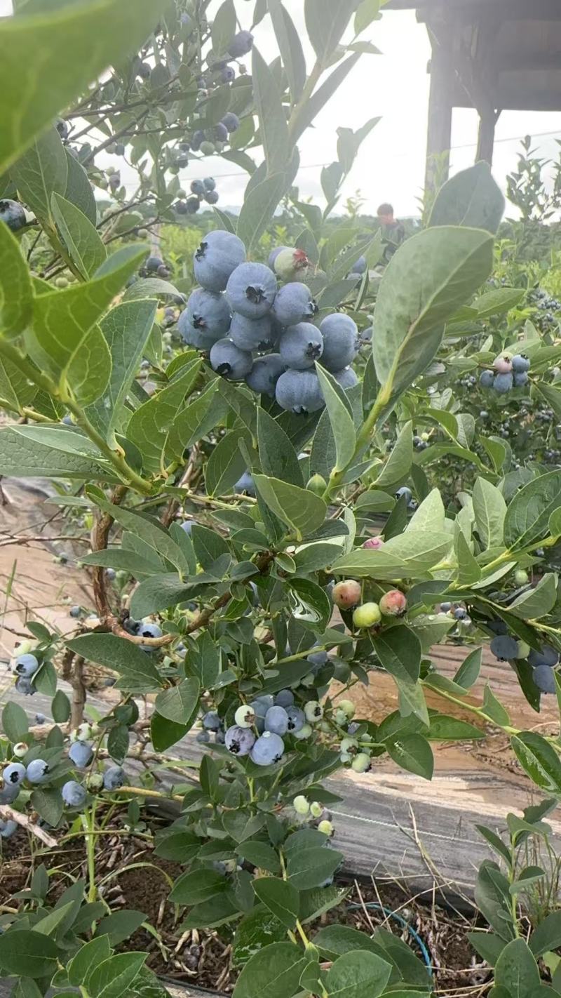 靖宇蓝金蓝莓，果粉好，硬度高