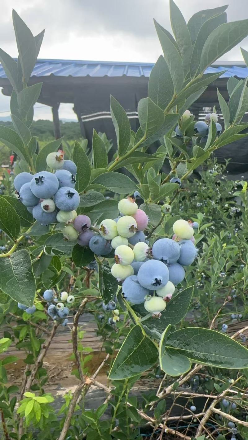 靖宇蓝金蓝莓，果粉好，硬度高