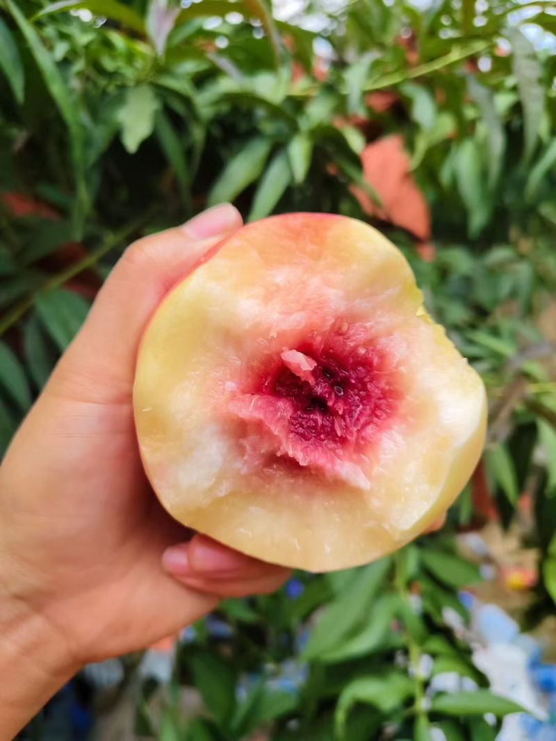精品锦绣黄桃/套袋/光果/口感脆甜/规格齐全/基地直供。