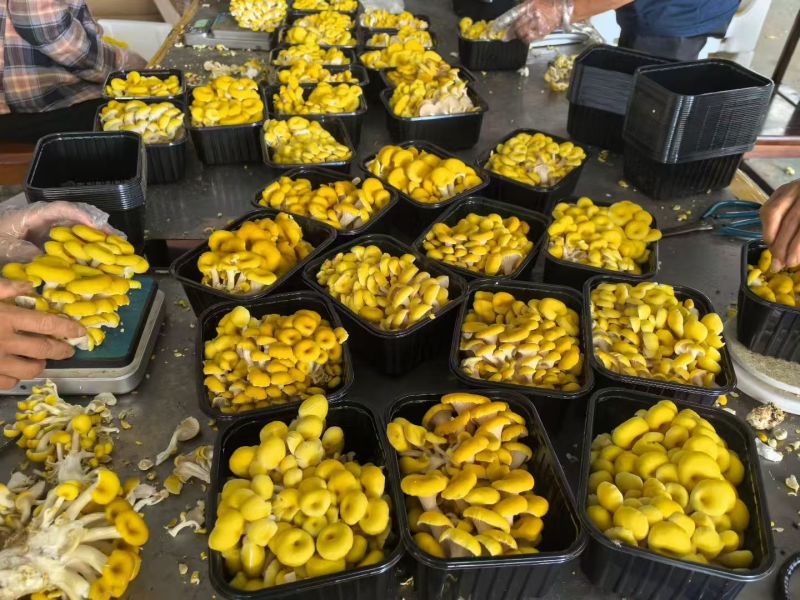 榆黄蘑鲜品