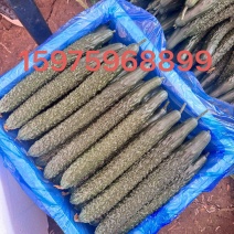 蜜刺黄瓜贵州黄瓜青瓜产地直发按要求采摘，按标准打包