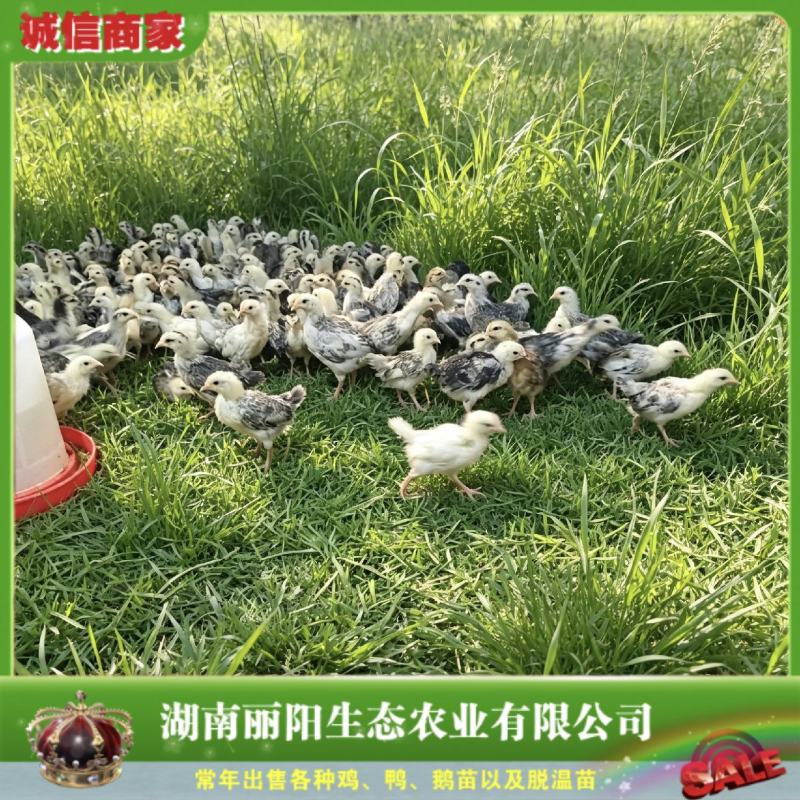 鹊山鸡苗/一个月脱温鹊山鸡活苗/半斤鹊山鸡/厂家直销