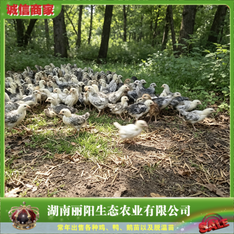 鹊山鸡苗/一个月脱温鹊山鸡活苗/半斤鹊山鸡/厂家直销