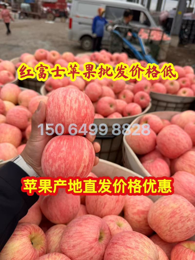 早熟鲁丽美八苹果产地直发价格低，质量好！信誉好！