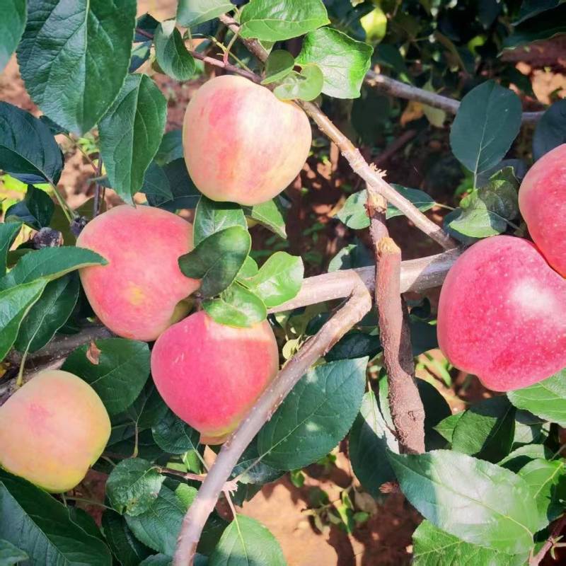 鲁丽苹果大量接单中一件代发对接各大平台实力代发