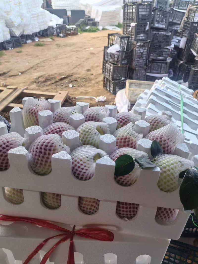 鲁丽苹果大量接单中一件代发对接各大平台实力代发