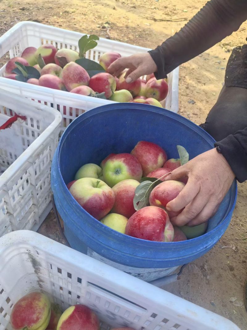 鲁丽苹果大量接单中一件代发对接各大平台实力代发