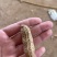 江苏新沂市新鲜的花生四粒红和大白沙