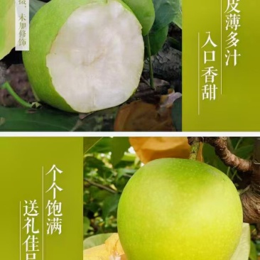 青皇冠产地供应口感脆甜无渣，肉质细腻，裹面干净。货源充足