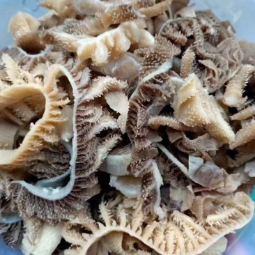 黑毛肚