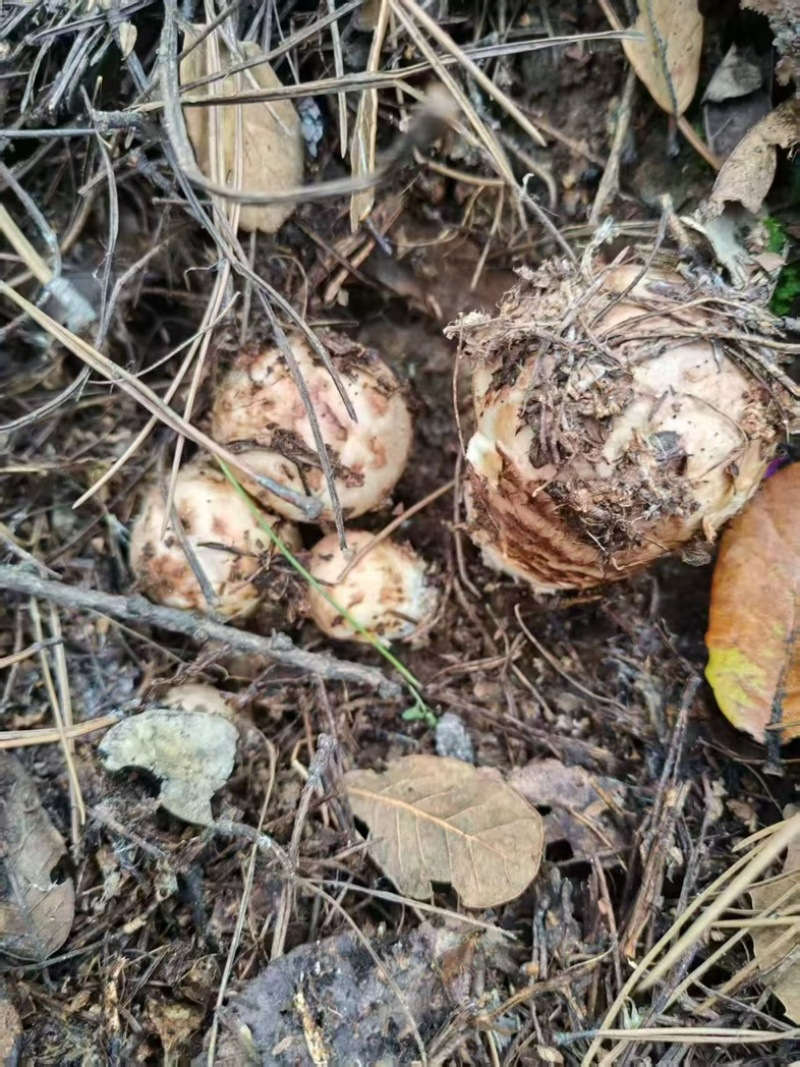 雅江松茸