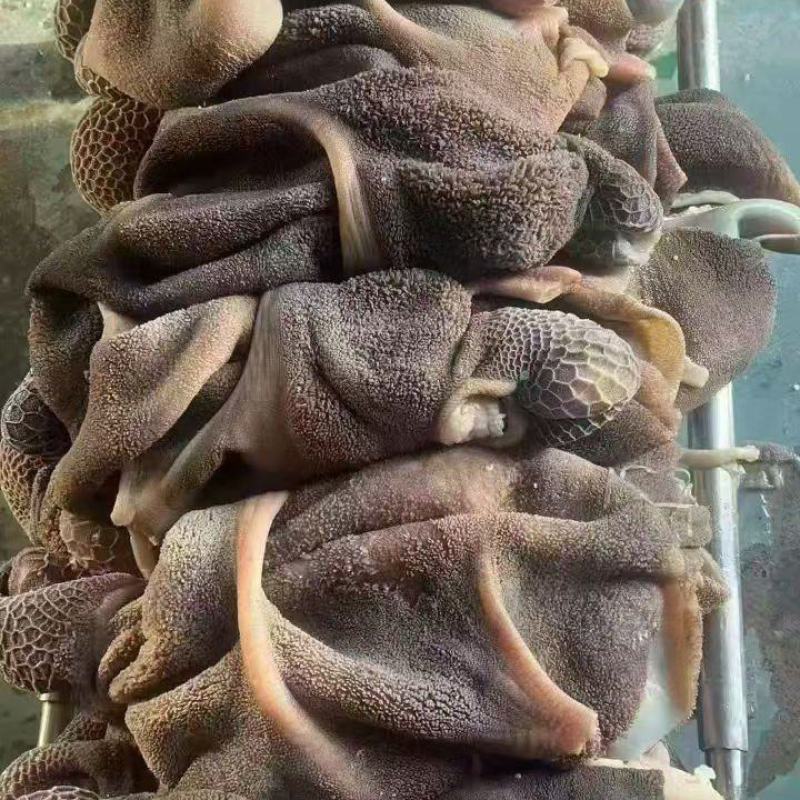 熟羊肚