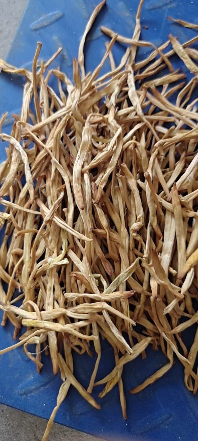 大荔金色黄花菜