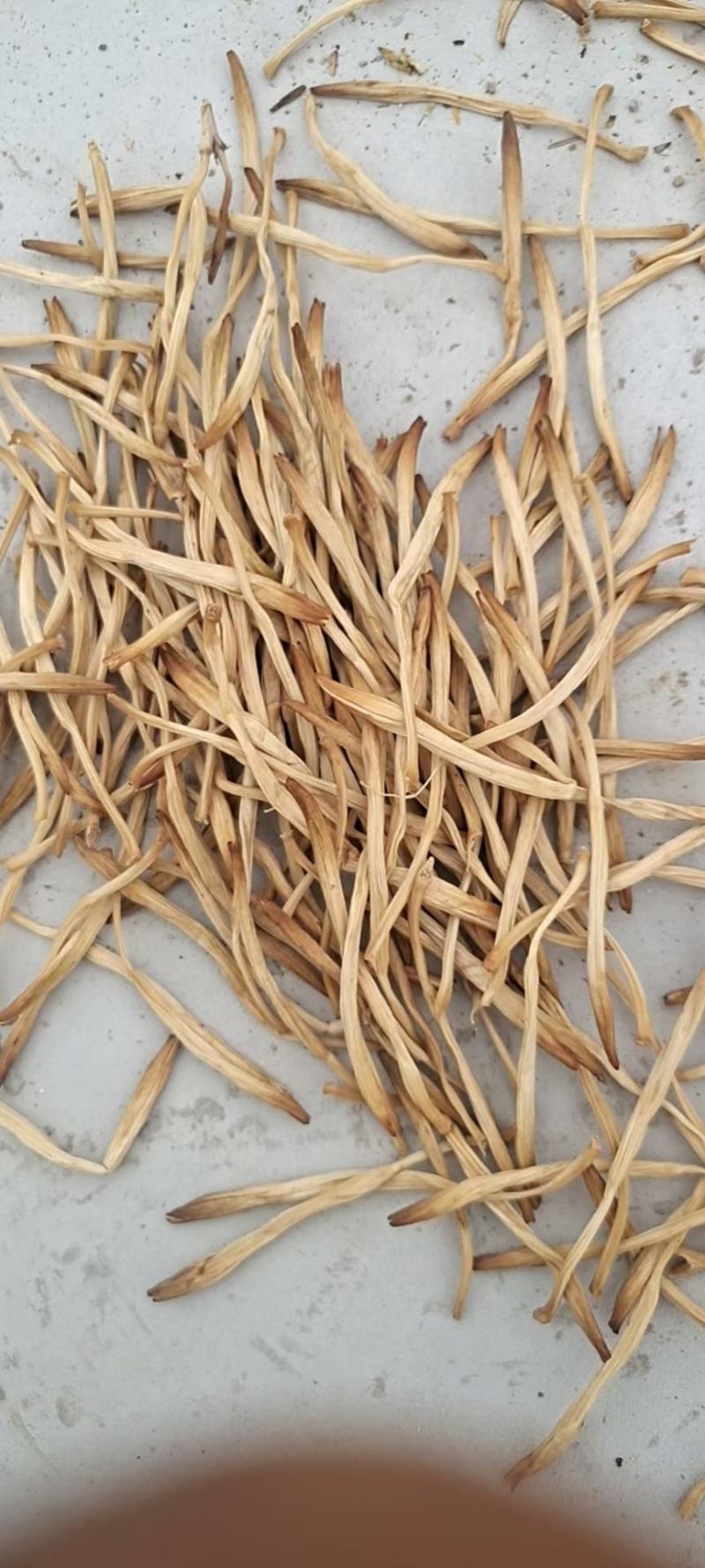 大荔金色黄花菜
