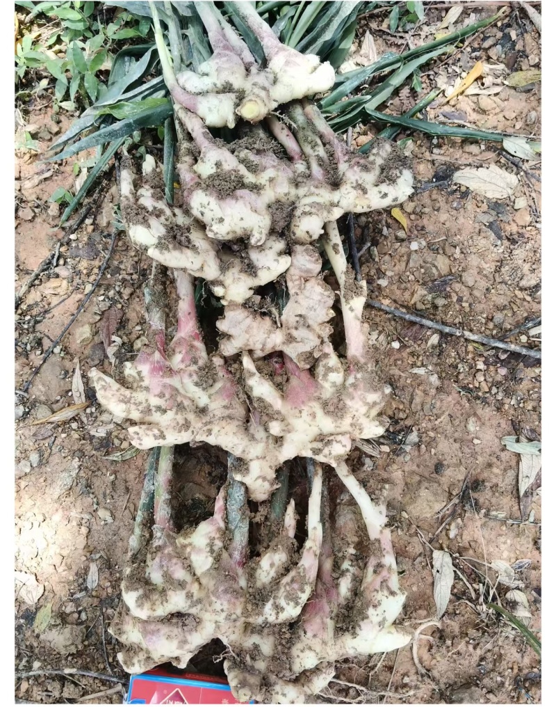 云南高山优质小黄姜。
