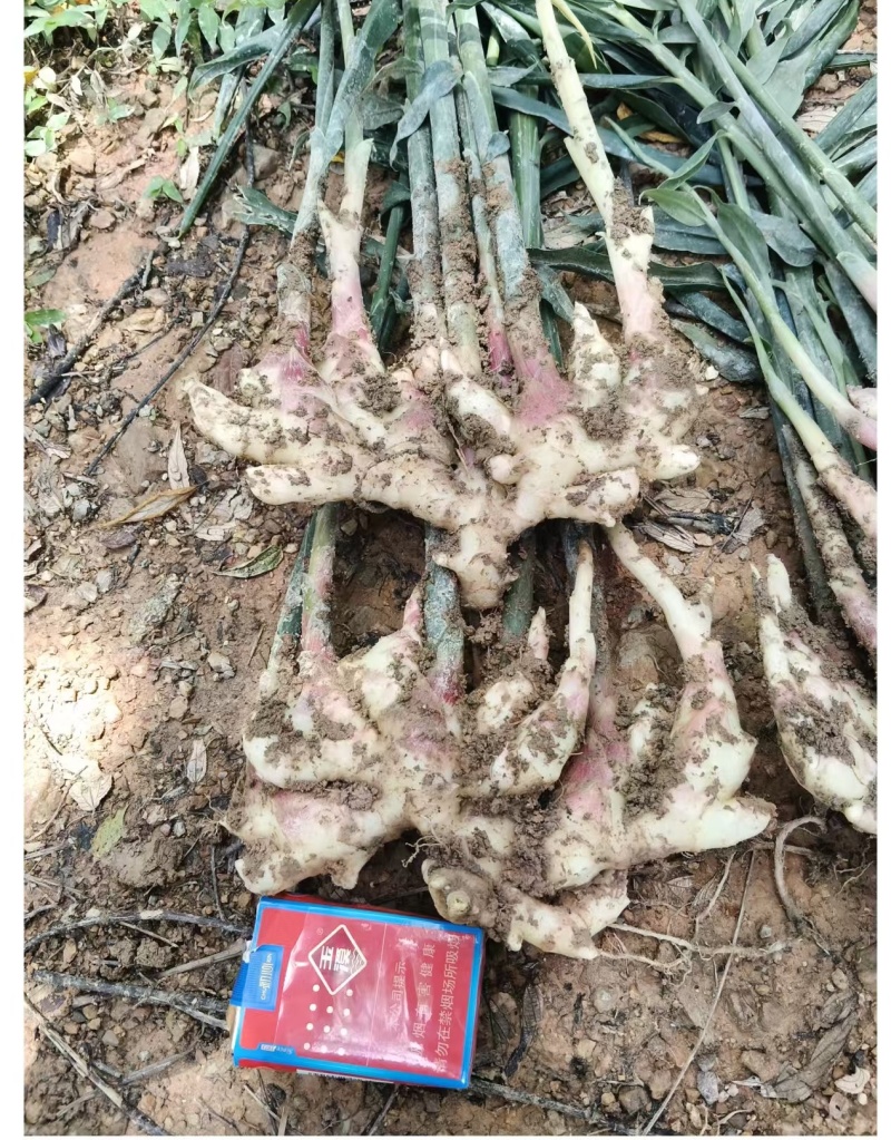 云南高山优质小黄姜。